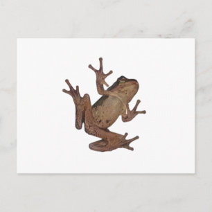 frog postcard