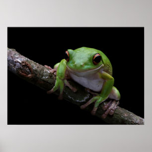 Frog Poster