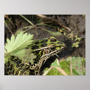 Frog Poster