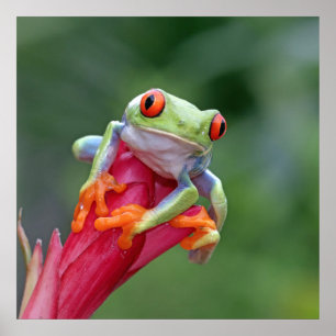 Frog Poster