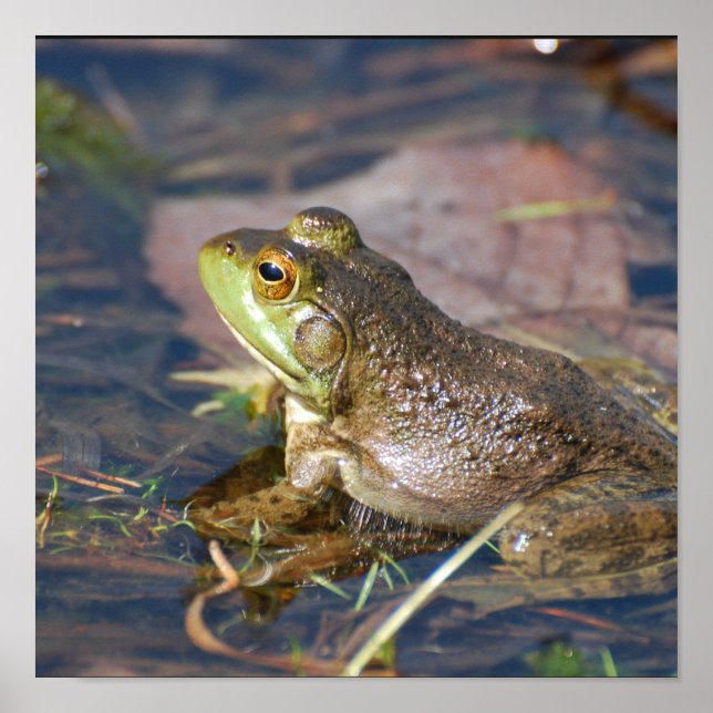 Frog Poster (Front)
