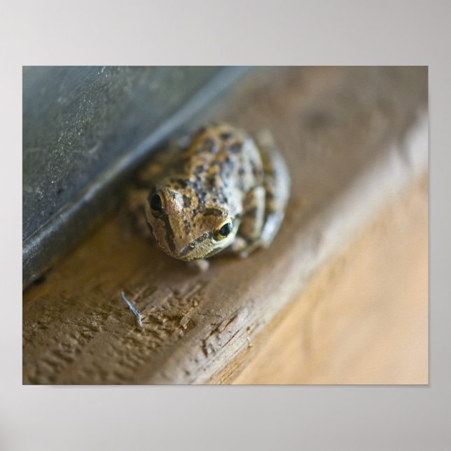 Frog Poster (Front)