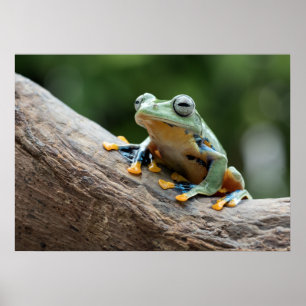 Frog Poster