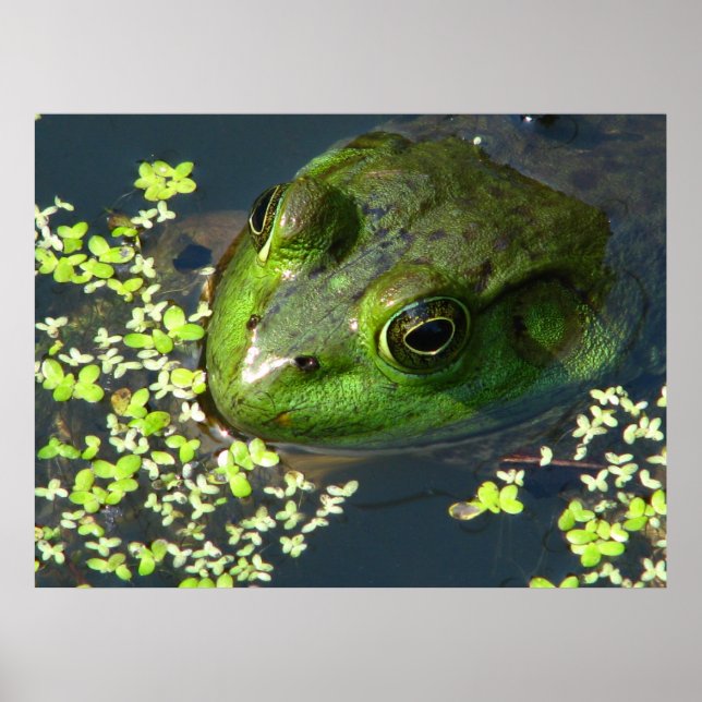 Frog Print (Front)
