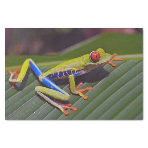 Frog Red Eye Photo Tissue Paper