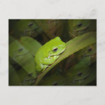 Frog Reflections Postcard