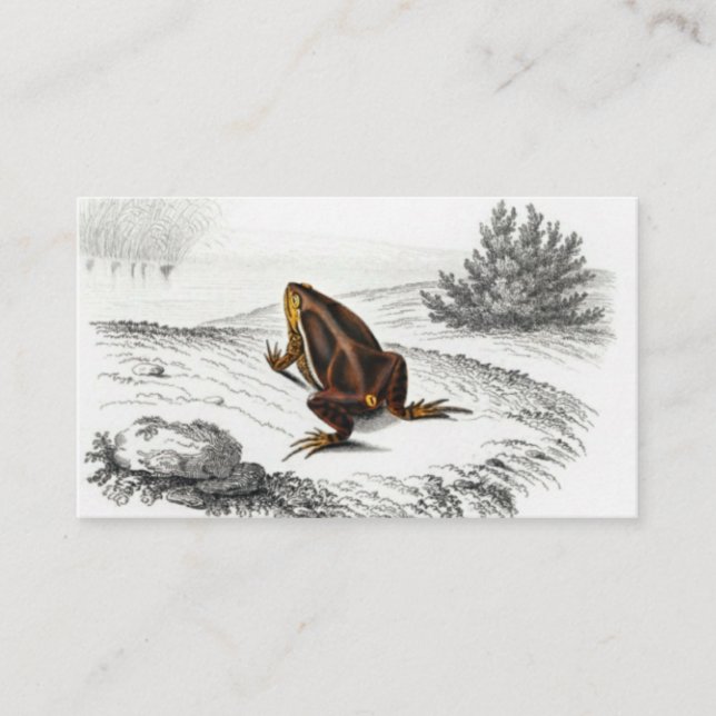 Frog Reptile Vintage Art Business Card (Front)