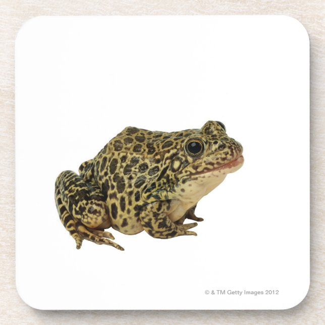 Frog shadow beverage coaster (Front)