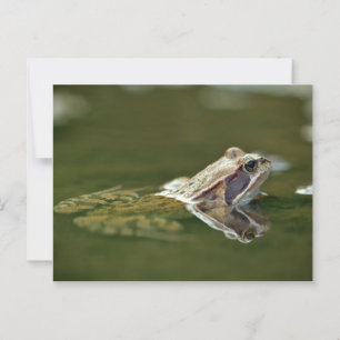 Frog sitting in water postcard