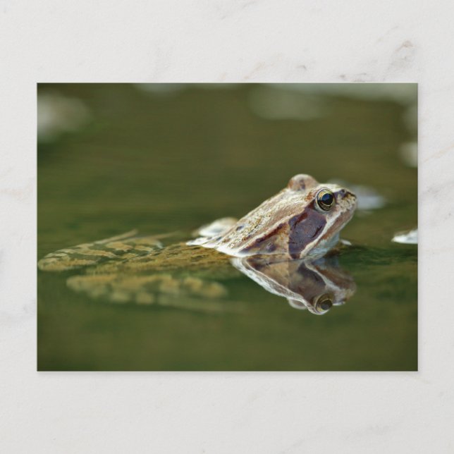 Frog sitting in water postcard (Front)