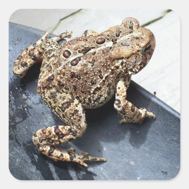 Frog Square Sticker (Front)