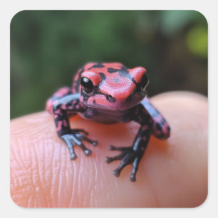 Frog Square Sticker