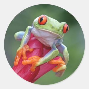 Frog stickers