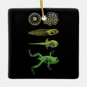Frog Tadpole  Metamorphosis Life Cycle Biology Ceramic Ornament