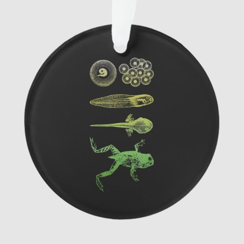 Frog Tadpole  Metamorphosis Life Cycle Biology Ornament