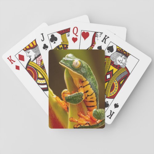 Frog  Tiger Leg Monkey Tree Frog Playing Cards