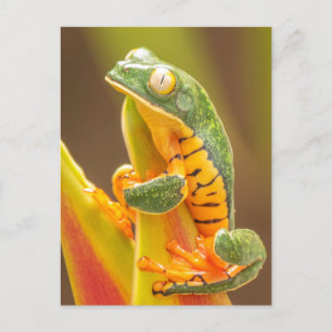 Frog Tiger Leg Monkey Tree Frog Postcard