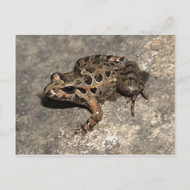 Frog / Toad Postcard (Front)