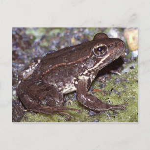 Frog / Toad Postcard
