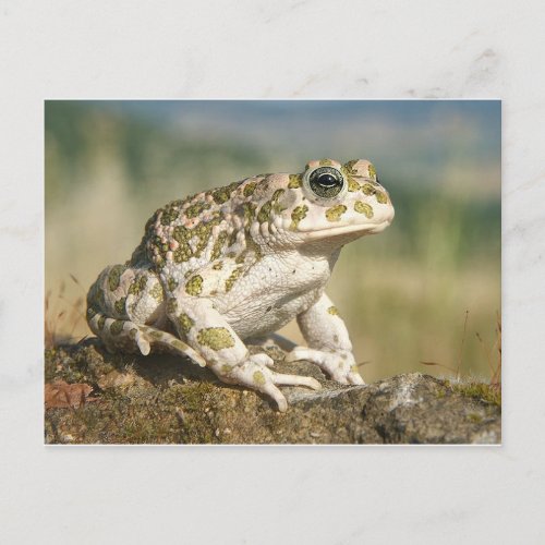 Frog  Toad Postcard