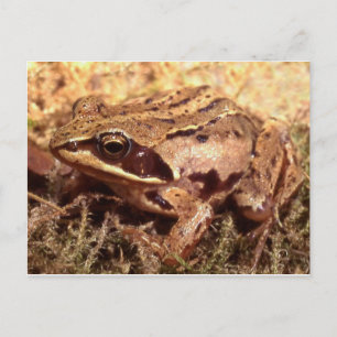 Frog / Toad Postcard