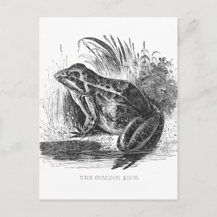 Frog Vintage pen and ink drawing Postcard