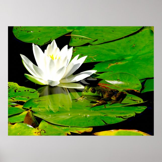 Frog with Water Lily Reflection Poster (Front)