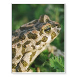 Froggy Temporary Tattoos