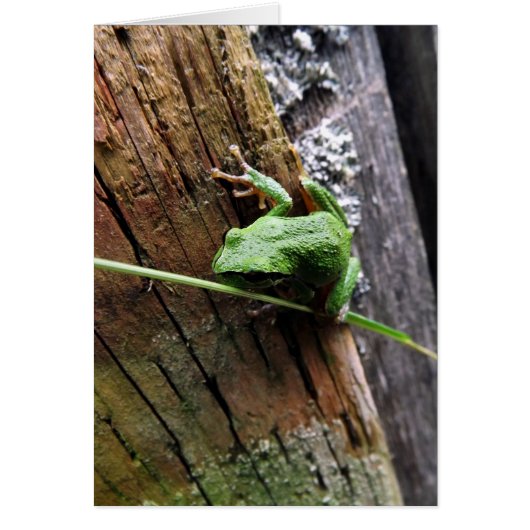 Froggy v cards (Front)