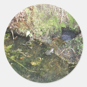Frogs and Frog Spawn in a Pond Stickers