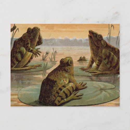 Frogs Lily Pads Moon Illustration Postcard