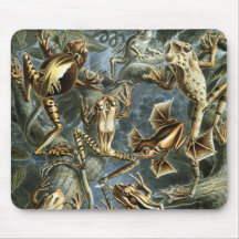 Frogs