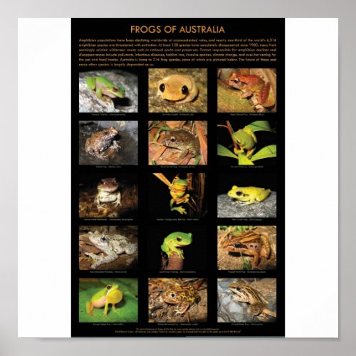 Frogs of Australia Poster