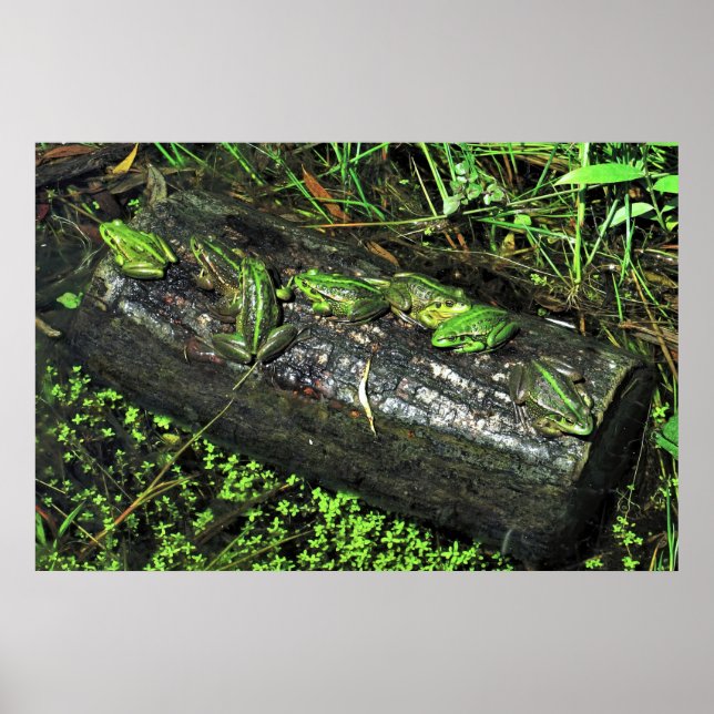 Frogs on a Log Poster (Front)