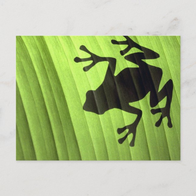 Frogs Postcard (Front)