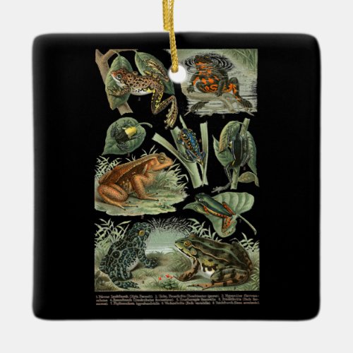 Frogs Toad Breeds Collection Illustration Biology Ceramic Ornament