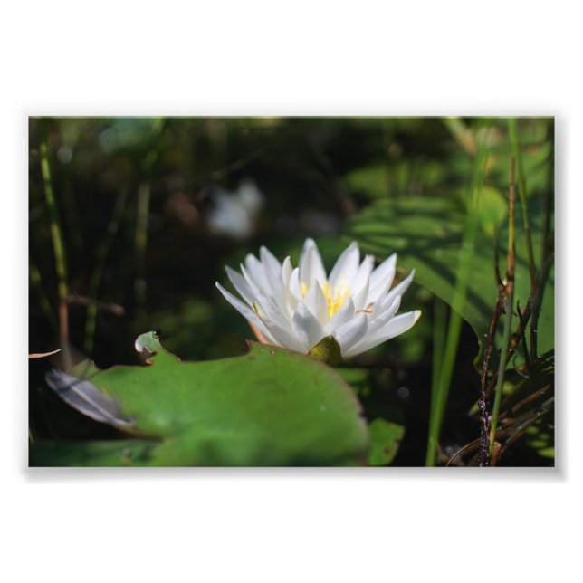 Frog's View Of Lily Photo Print (Front)