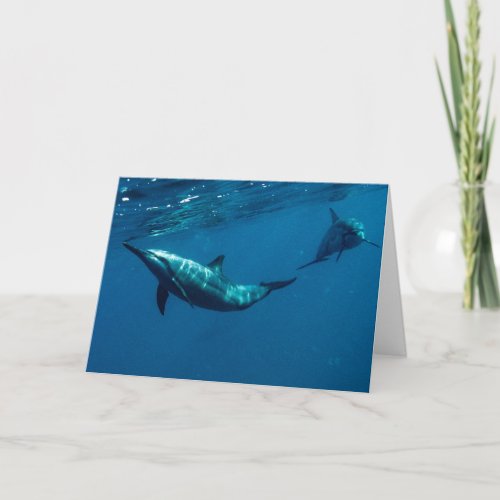 Frolicking dolphins in Hawaii greeting card