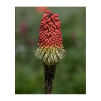 From fiery red to fading grace Acrylic Wall Art