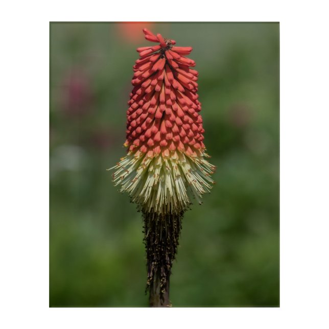 From fiery red to fading grace Acrylic Wall Art (Front)