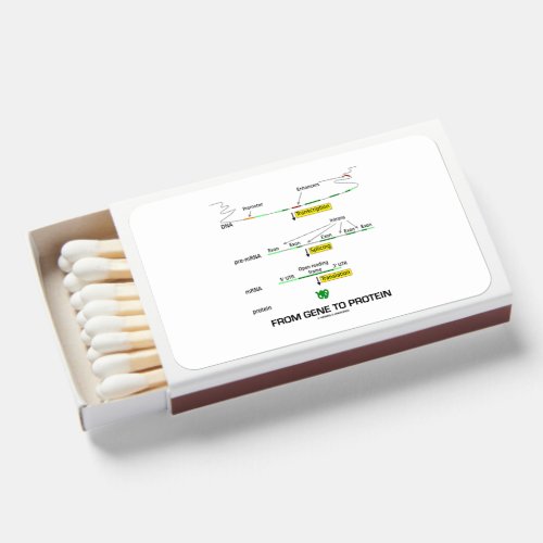 From Gene To Protein Molecular Biology Matchboxes