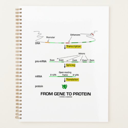 From Gene To Protein Molecular Biology Planner