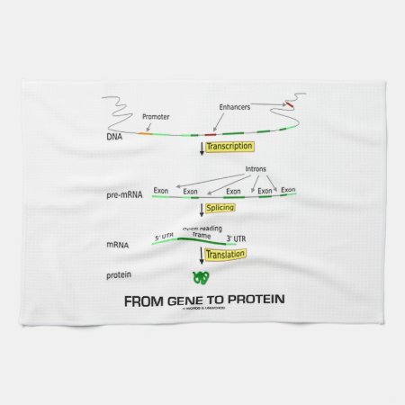 From Gene To Protein Towel