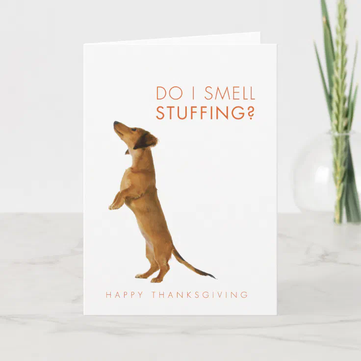 do dachshunds smell