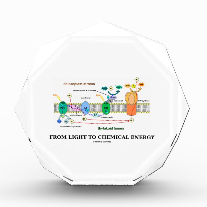 From Light To Chemical Energy (Photosynthesis) Award