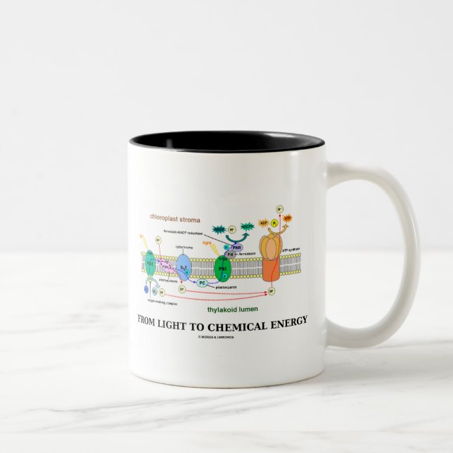 From Light To Chemical Energy (Photosynthesis) Two-Tone Coffee Mug (Right)