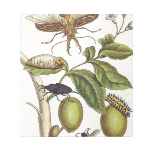 from Metamorphosis insectorum Surinamensium Plate Notepad