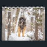from my memory  calendar<br><div class="desc">from my memory Leonberger calendar</div>