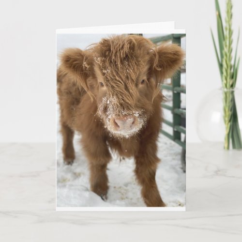 FROM ONE CUTE COW  HAPPY BIRTHDAY CARD