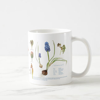 From our perennial garden. coffee mug